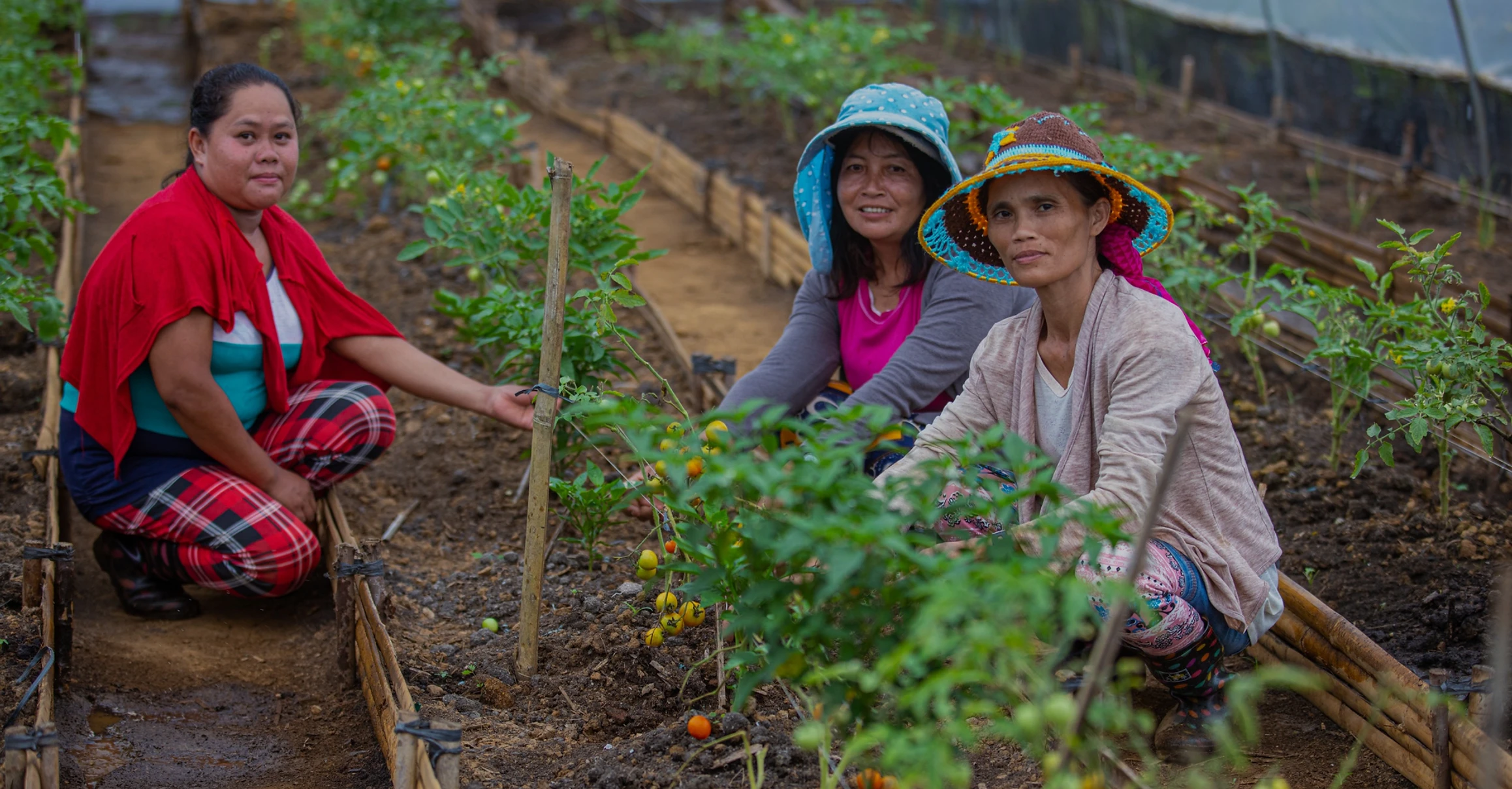 Clarion Newlife Capital Livelihood